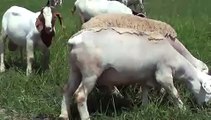 Australian Dorper/Van Rooy sheep and Boer Goats in Pakistan