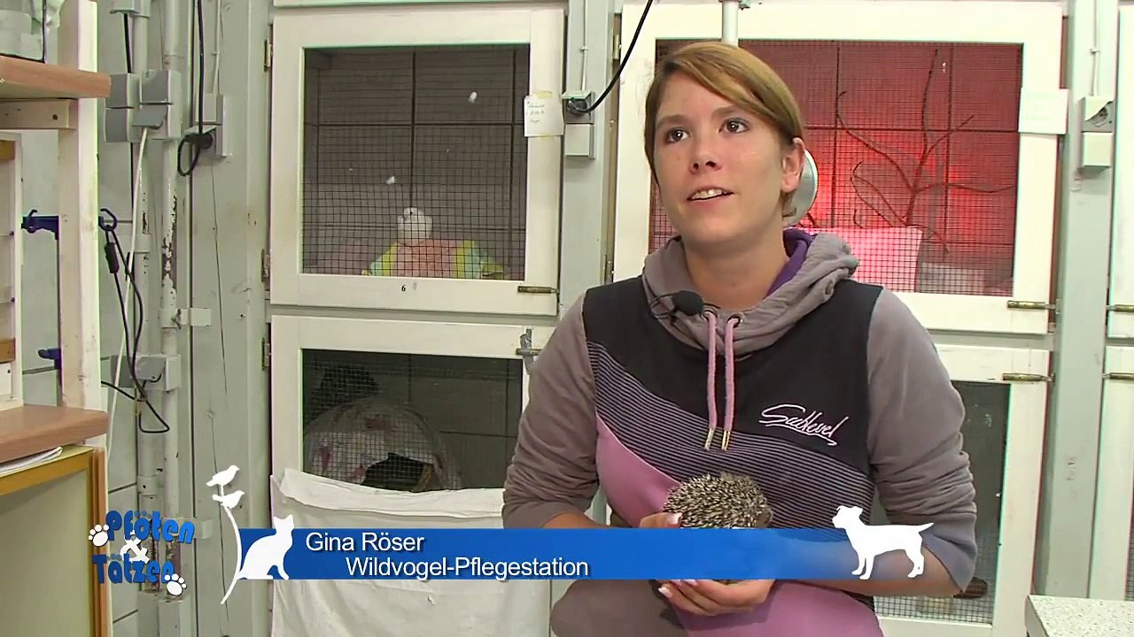 Igelhaus der Wildvogel-Pflegestation Kirchwald e.V. ( 11.10.13 )