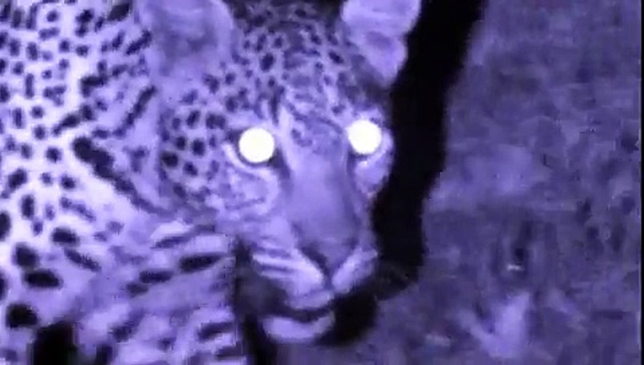 ANIMAL NATION - NIGHT HUNTERS