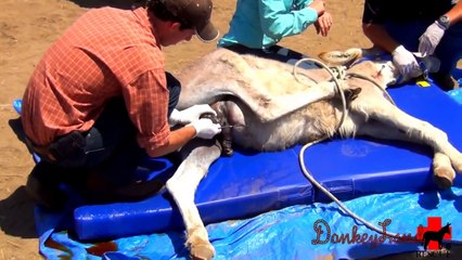 Castration of a Wild Burro Rescue named LAMB