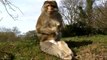 Sanyo Xacti VPC-FH1 Test - 1080p 60p Trentham Monkey Forest
