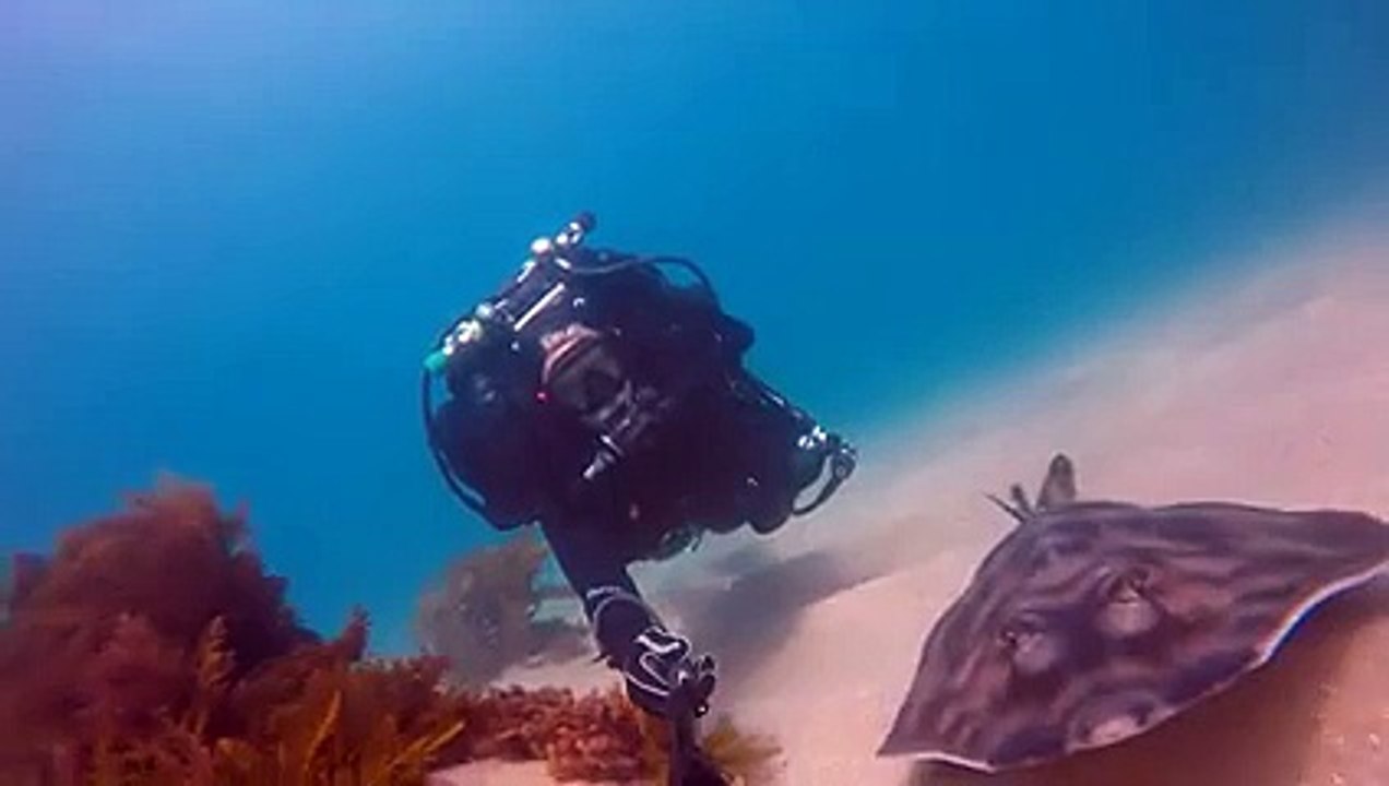 amazing fish in the sea