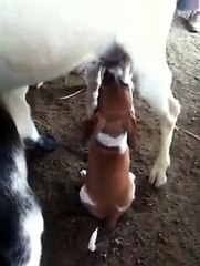 Cabras lecheras, perros Mamando