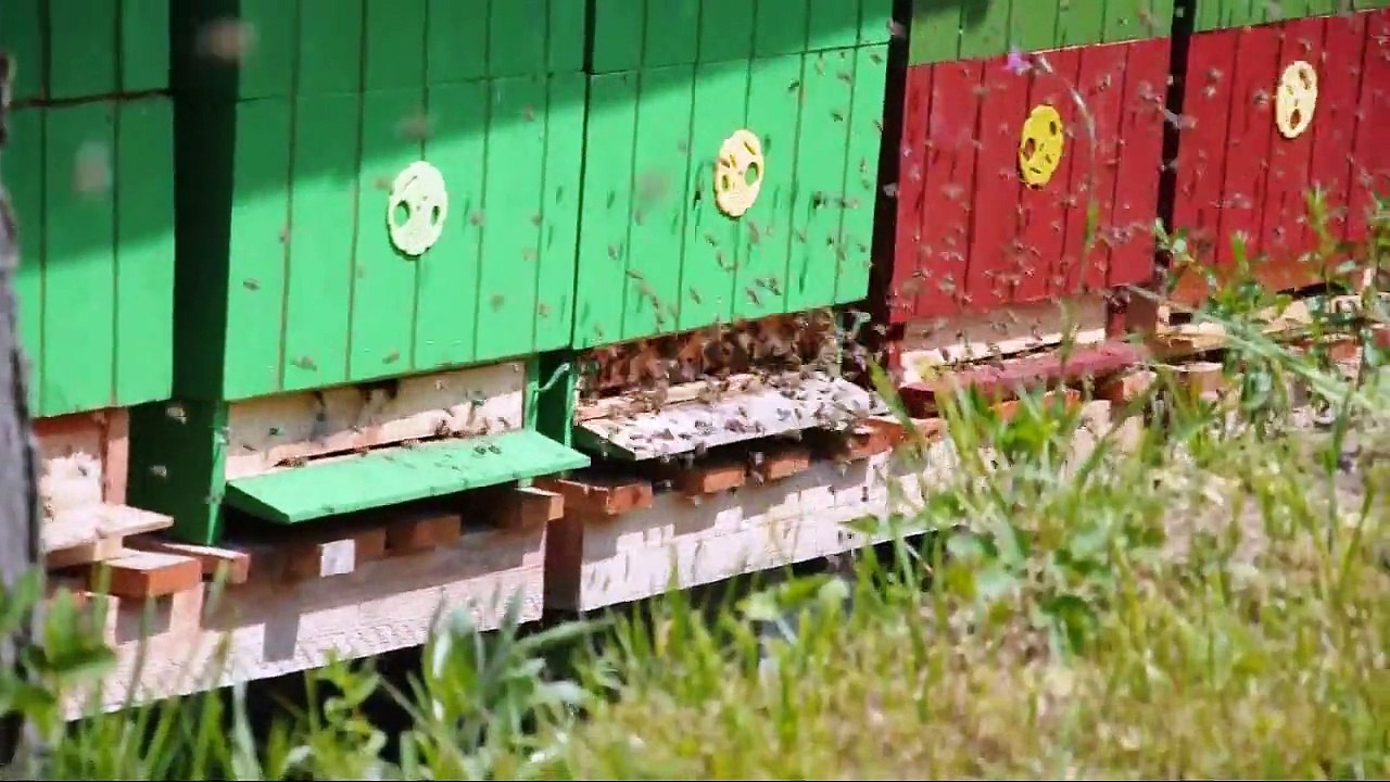 Rojení .wmv