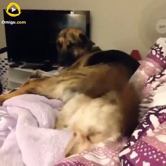 15 Cutest Dog Moments