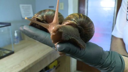 Une invasion d'escargots géants en Floride