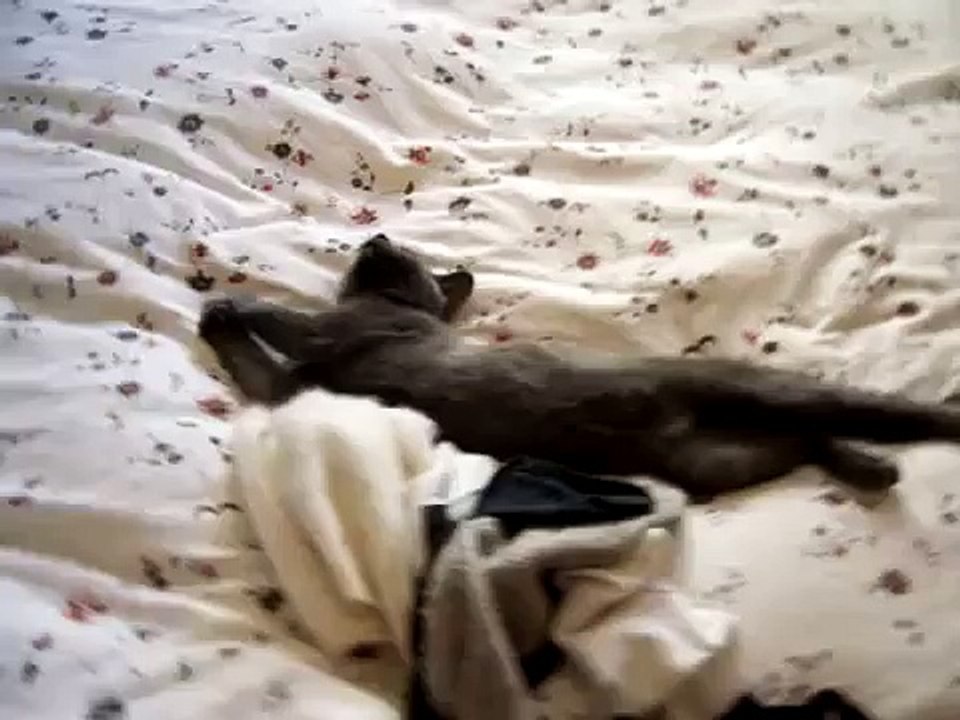 Talking Cat