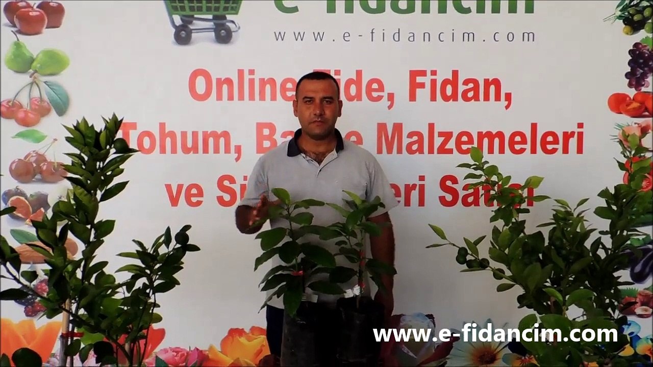 Aşılı Avakado Ağacı Fidanı Özellikleri ve Fidanı Satışı