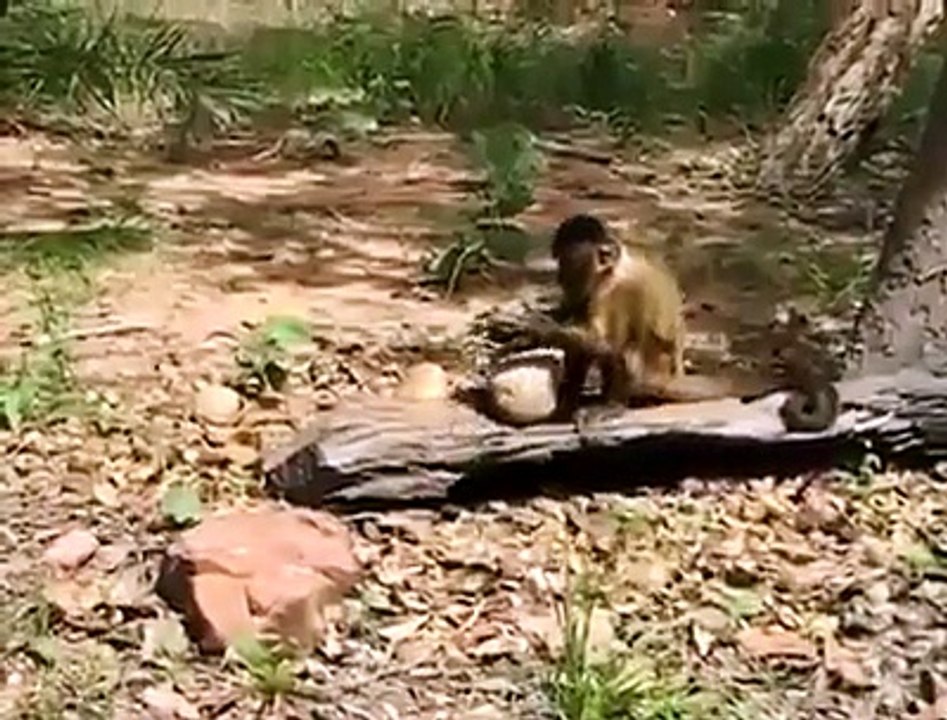 Monke
