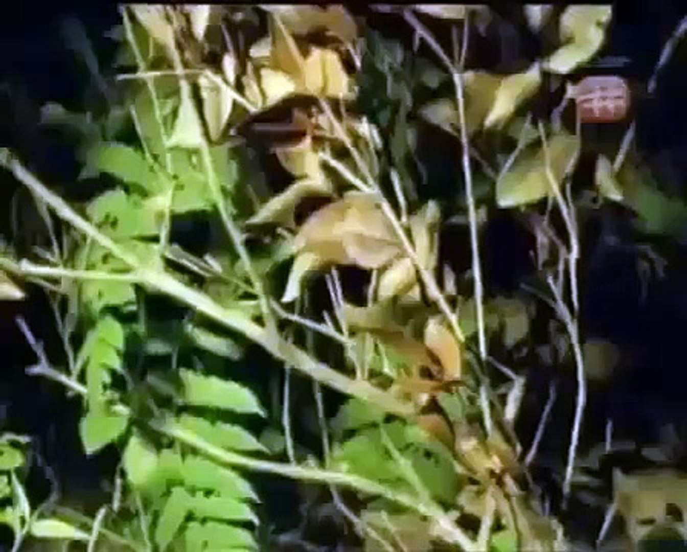 ⁣HIDDEN PREDATORS HUNTING - Sneakiest Animals On The Planet (Full) (Animal Nature Documentary)