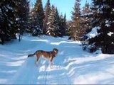 Trottinette des neiges avec des skis Alpin et mon chien
