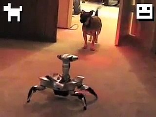 Puppy Vs. Robot! Epic Battle For Territorial Domination!