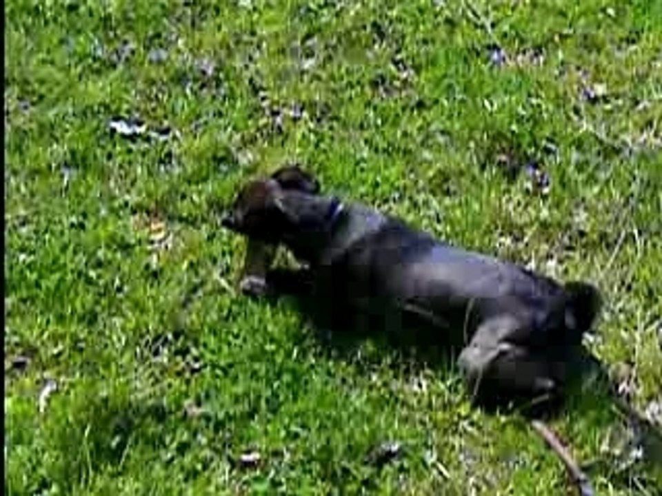 Ronja beim Gassi gehen