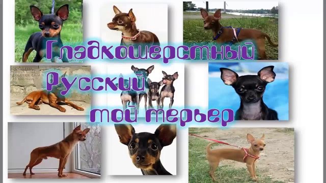Русский Той терьер гладкошерстный Элегантный Русский Той