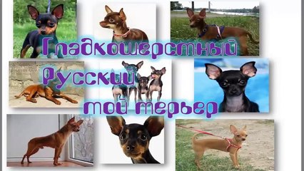 Русский Той терьер гладкошерстный Элегантный Русский Той