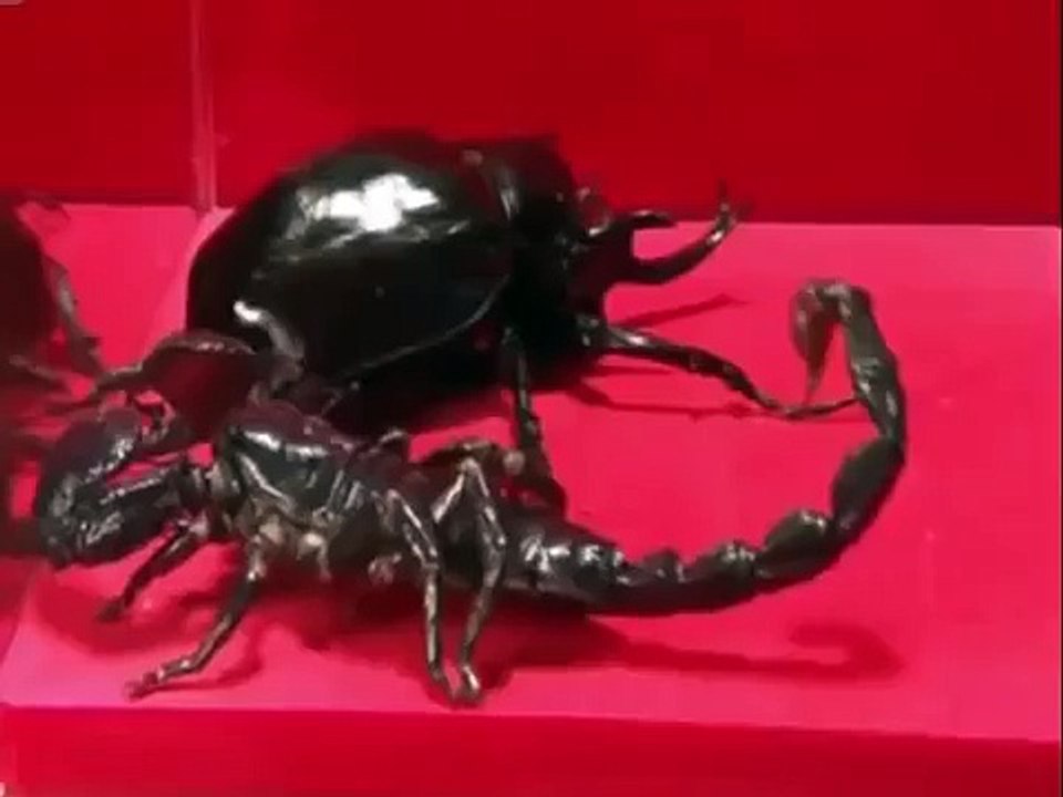 Emperor Scorpion VS Actaeon beetle - Insect fighting - video Dailymotion