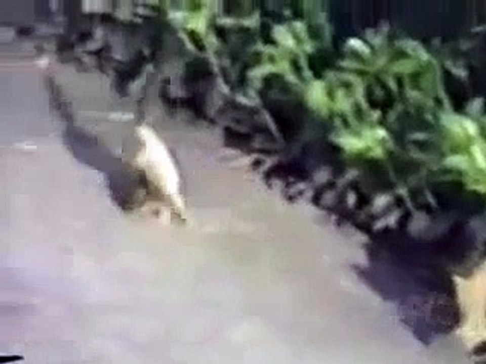 Funny Animals