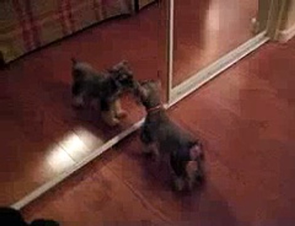 Puppy finding herself in mirror