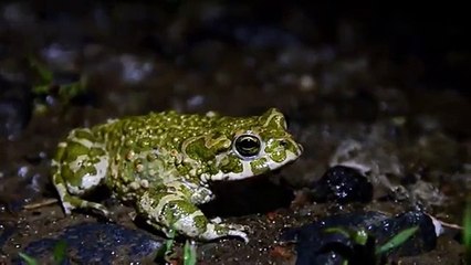 Bufo viridis (ropucha zelená) 24.5.2014 DSC_1175