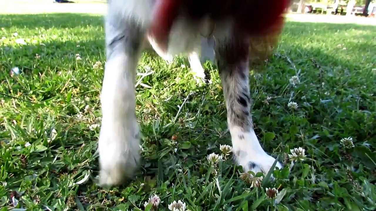 Cheza - 10 months Border Collie