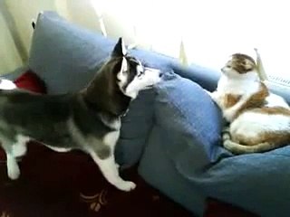 Leave me alone, you silly dog, or else