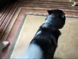 Our Siberian Husky and her Cat