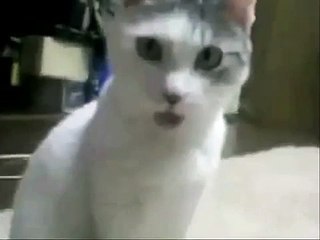 OMG Cat watches Orchestra Fail