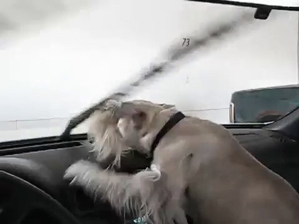 Mini Schnauzer Fritz attacks windshield wipers
