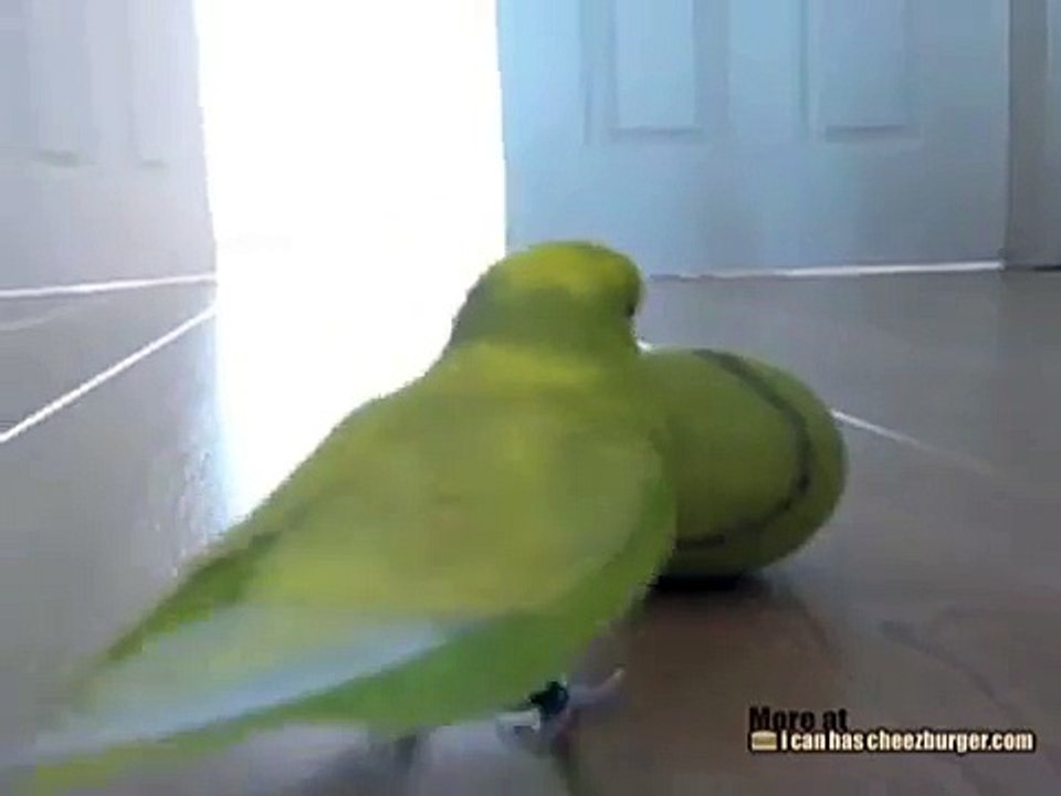Parakeet Has Great Balance