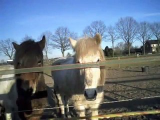 Saga en Elding onze verzorg Ijslanders!