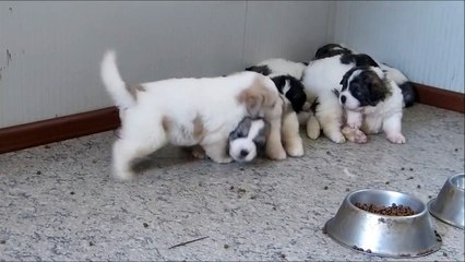 Cachorros Mastín del Pirineo / Pirenean Mastiff puppies