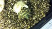 Baby Russian Tortoise #2 Hatching
