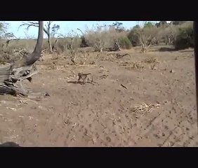 Baby Monkey Gets Owned