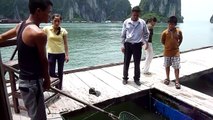 Vietnam 2011 - Picking our seafood lunch on the Ha Long Bay tour