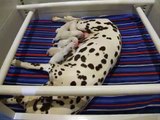 Caprilli Dalmatians, breeders of AKC registered Dalmatian Puppies