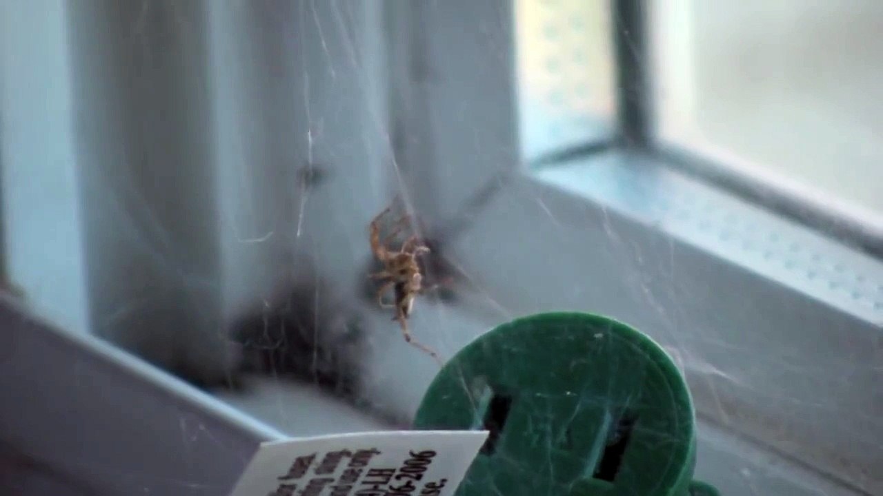 Spider vs Ant