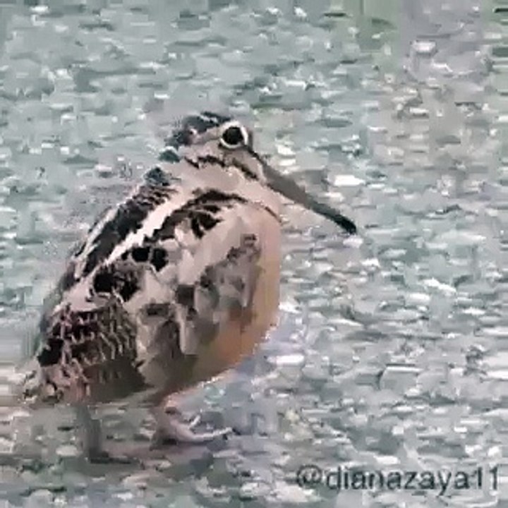 Dancing Bird  - Funny Birds Video
