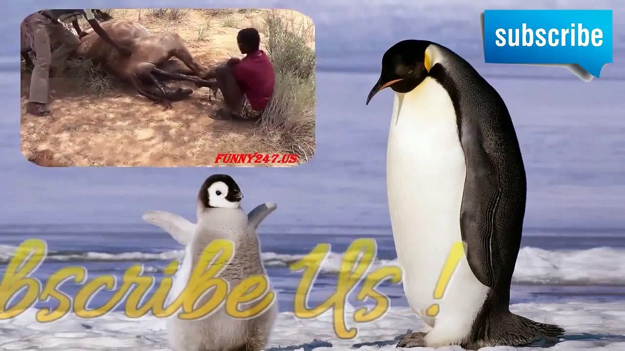 Dolphin Giving Birth ☆ Animals Giving Birth 2015