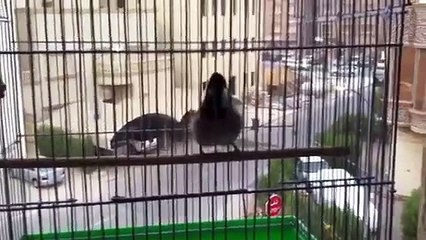 تغريد بلبل حساوي طيب