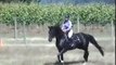 GATSBY - Oldenburg Stallion, 1st Time Cross Country