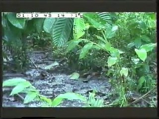 Mentawai Surfing Documentary