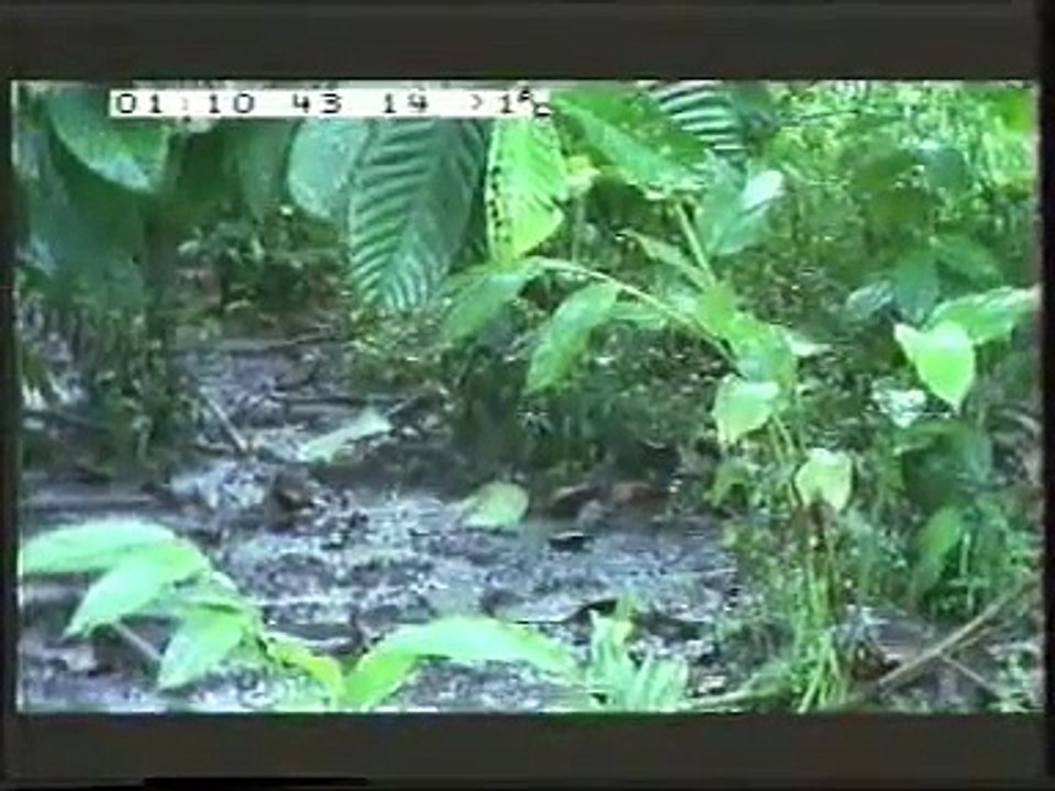 Mentawai Surfing Documentary