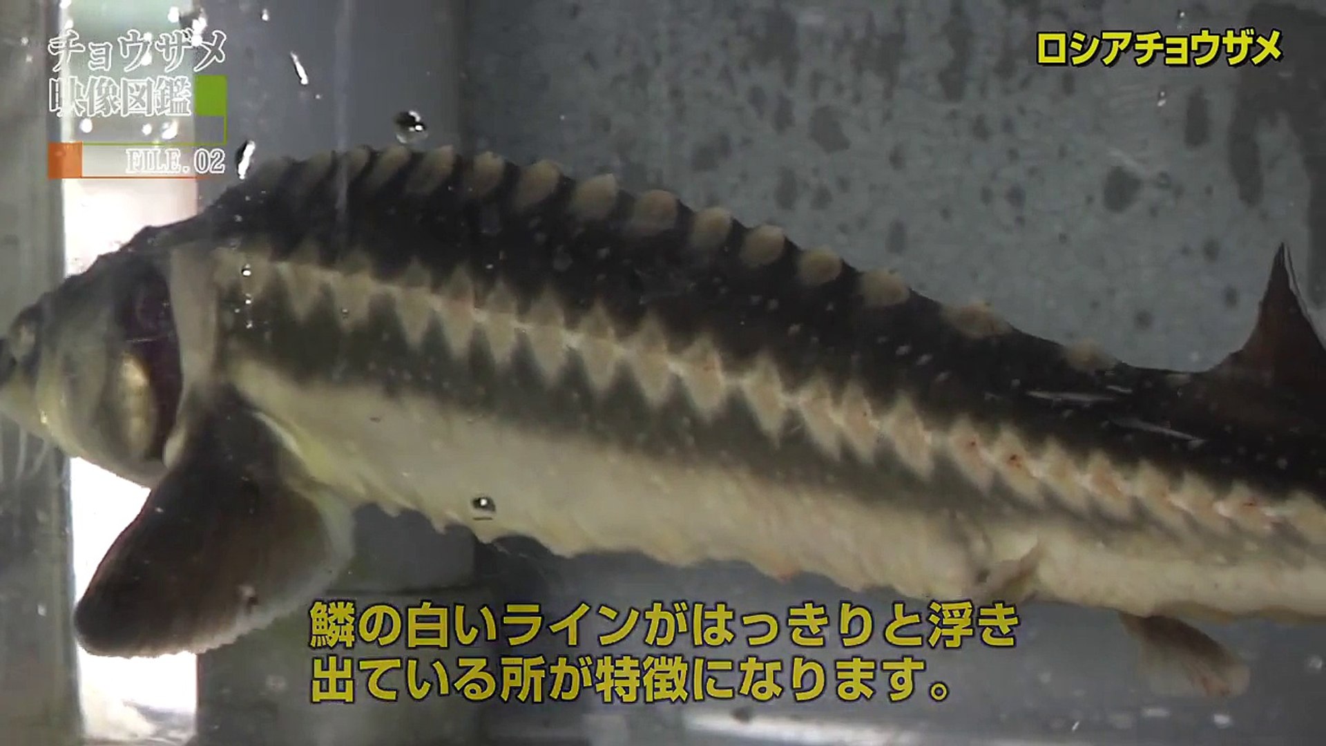 チョウザメ映像図鑑 ｆｉｌｅ 02 ロシアチョウザメ Video Dailymotion