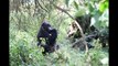 Mountain Gorilla Trekking in Rwanda/Uganda (how to)