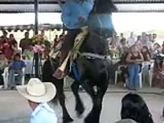 caballo bailando