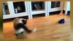 Funny Videos - Funny Cat Funny Dog - Funny Cats Videos - Funny Dogs Videos - Funny Cats and Dogs