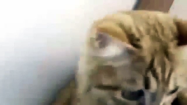 Curious cat licks vacuum