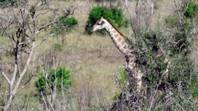 girafes au parc Umfolozi