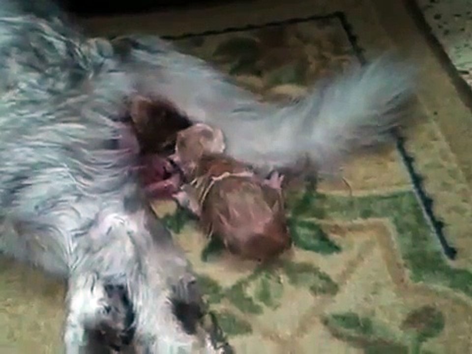 شاهد قطة تلد 6 قطط سبحان الله العظيم