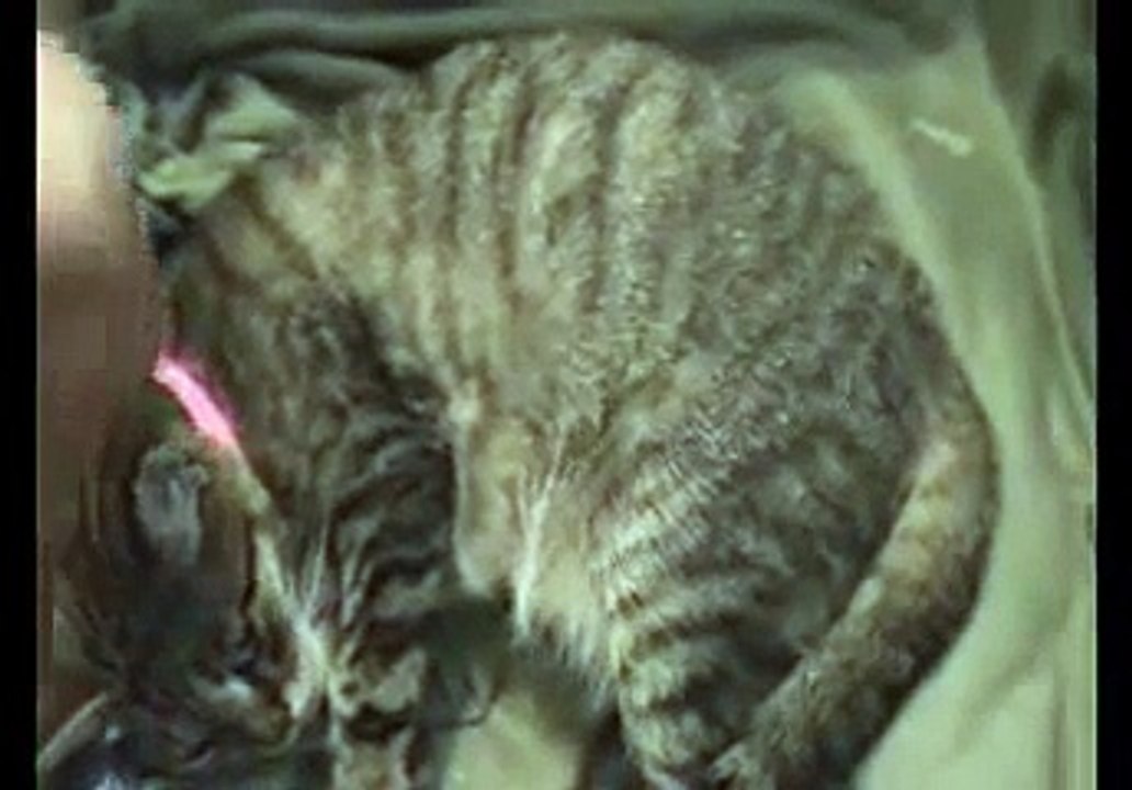 Accouchement / mise-bas de 3 chatons par mon chat LUNA